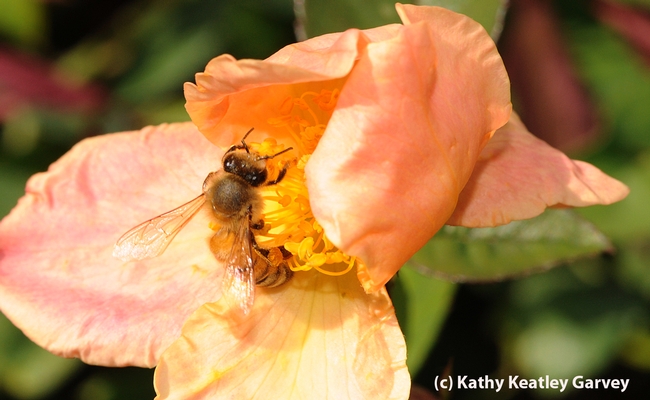 Honey bee working a rose. (Photo by Kathy Keatley Garvey)