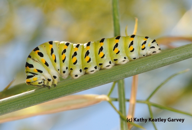 This is the caterpillar (larval stage) of the anise swallowtail. Bohart Museum visitors can make (free) colorful paper/chopstick caterpillar crafts on May 12.  (Photo by Kathy Keatley Garvey)