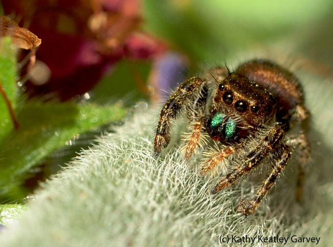 Jumping spider waiting for prey. (Photo by Kathy Keatley Garvey)