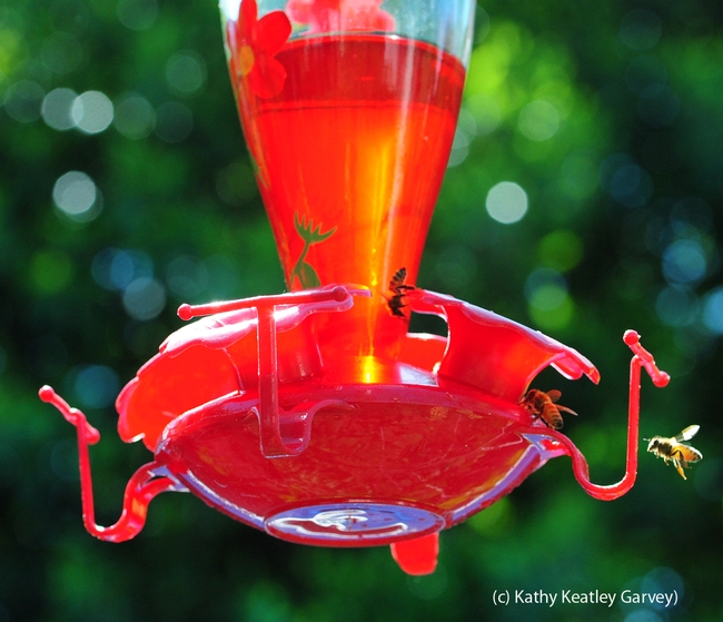 Honey bees gather around a hummingbird feeder. (Photo by Kathy Keatley Garvey)