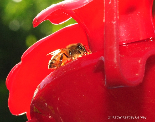 Late afternoon sun backlights a honey bee. (Photo by Kathy Keatley Garvey)