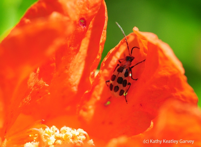 A pest, a spotted cucumber beetle. (Photo by Kathy Keatley Garvey)