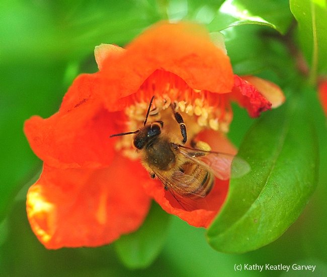 Honey bee foraging in pomegranate blossom. (Photo by Kathy Keatley Garvey)