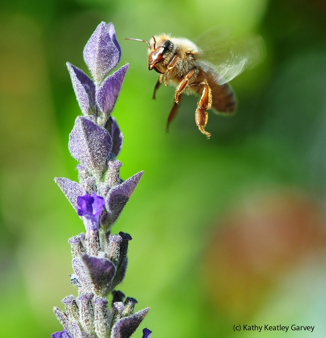Honey bee in flight, heading toward a lavender blossom. Note the varroa mite on her head.(Photo by Kathy Keatley Garvey)