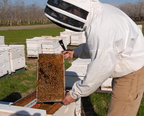 Beekeeper Gear