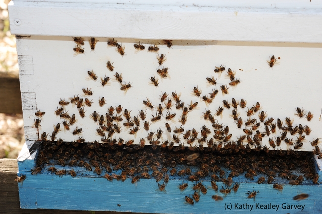 Honey bees engaging in washboarding behavior with 