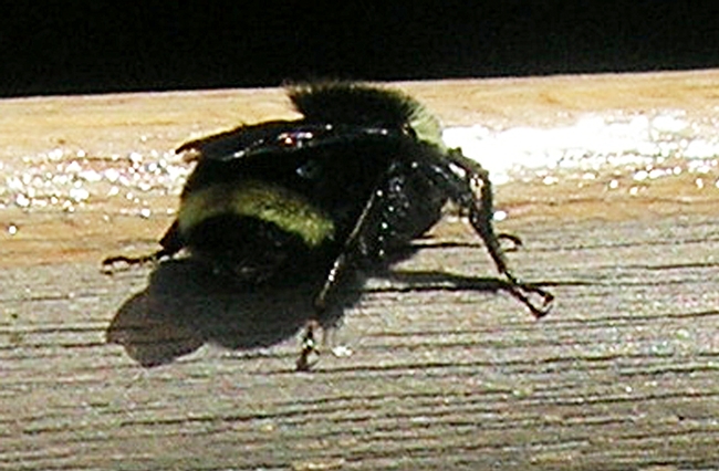 The characteristic yellow band on the abdomen of Bombus vosnesenskii. The bee landed on the boat and after a 10-minute rest, took off.