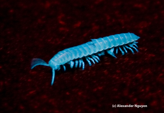 This millipede (Xystocheir dissecta) glows under ultraviolet light. Alexander Nguyen of the UC Davis Entomology Club captured this image on Alcatraz, during one of  UC Davis forensic entomologist Robert Kimsey's field trips.