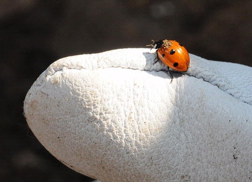Ladybug on gardener's glove