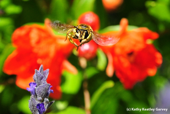 Male European wool carder bee is very territorial. Front, lavender blossoms. Back: pomegranate blossoms.(Photo by Kathy Keatley Garvey