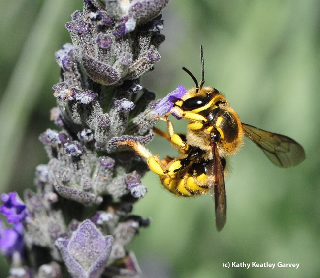 European wool carder bee nectaring lavender. (Photo by Kathy Keatley Garvey)