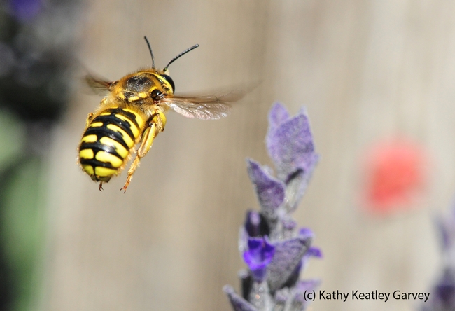 European wool carder bee is strikingly beautiful. (Photo by Kathy Keatley Garvey)