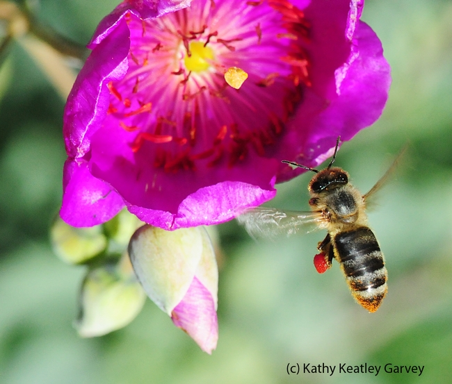 Honey bee heading toward rock purslane. (Photo by Kathy Keatley Garvey)
