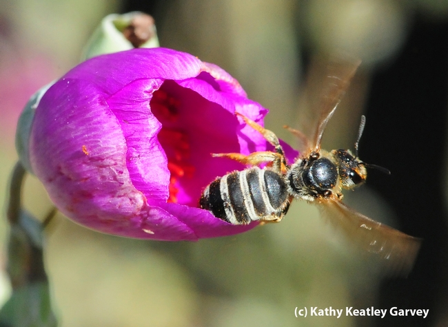 Sweat bee, Halictus farinosus, prepares to leave one flower for another. (Photo by Kathy Keatley Garvey)
