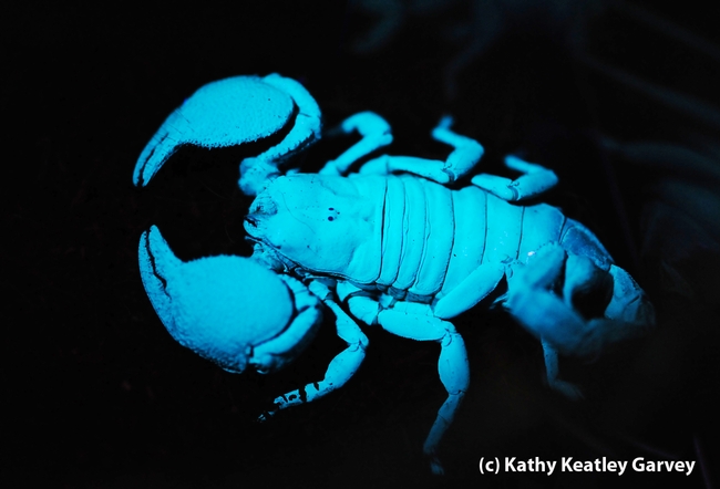 Scorpion glowing under ultraviolet light at the Bohart Museum of Entomology. (Photo by Kathy Keatley Garvey)