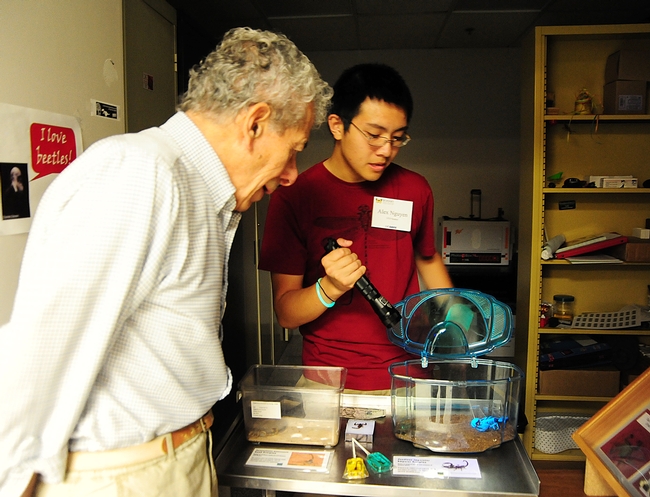UC Davis entomology undergraduate student Alexander Nguyen flashes a UV light on a scorpion, as Professor Demosthenes Pappagianis, M.D., Ph.D., of Medical Microbiology and Immunology, watches.  (Photo by Kathy Keatley Garvey)