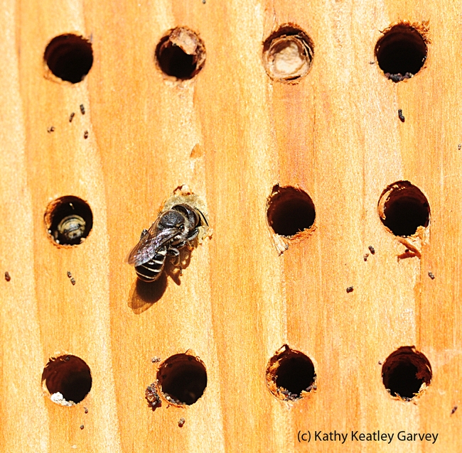 Newly emerged leafcutter bee outside her nest. (Photo by Kathy Keatley Garvey)