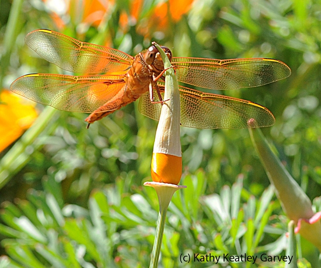 Flame skimmer dragonfly rests on an unopened poppy. (Photo by Kathy Keatley Garvey)
