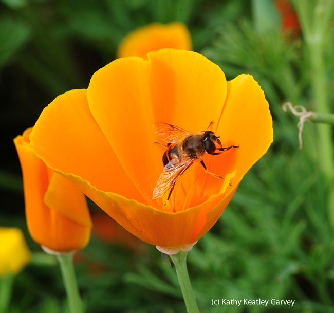 Drone fly crawls up a petal. (Photo by Kathy Keatley Garvey)