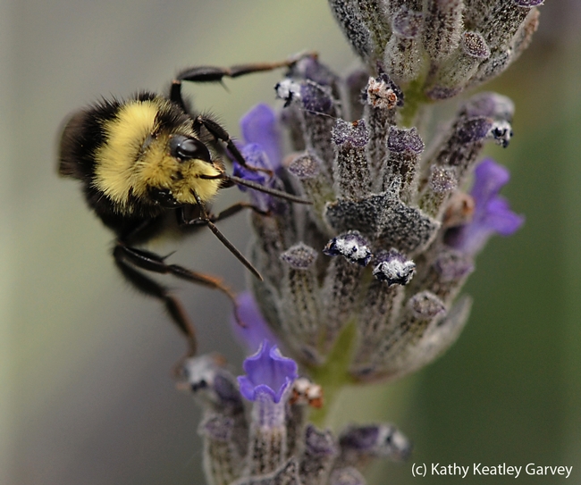Yellow-faced bumble bee nectaring lavender. (Photo by Kathy Keatley Garvey)