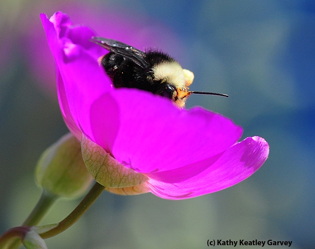 ORNAMENTAL--A bumble bee visiting a rock purslane. (Photo by Kathy Keatley Garvey)