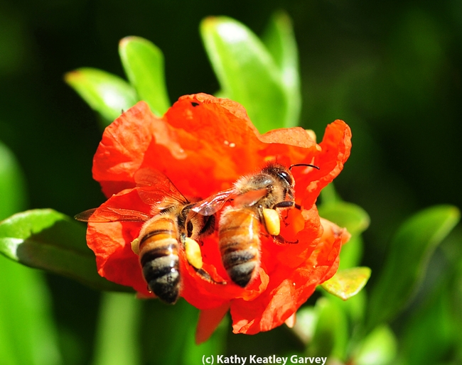 FRUIT--Honey bees battling over a pomegranate blossom. (Photo by Kathy Keatley Garvey)