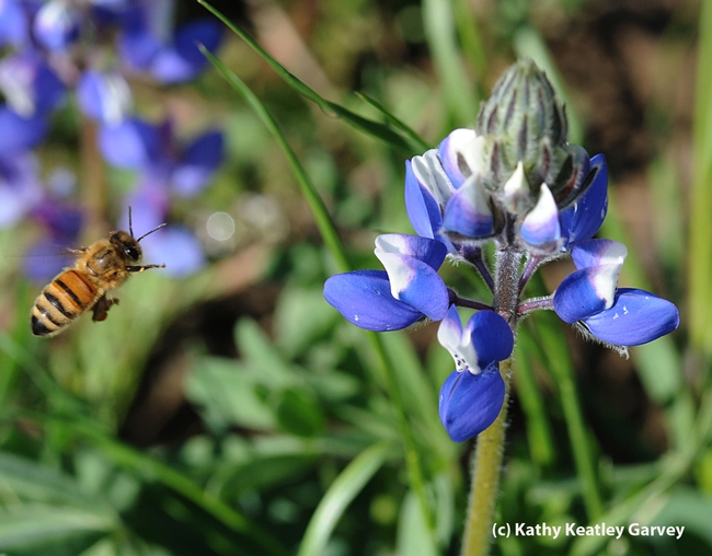 Honey bee heading for blue lupine. (Photo by Kathy Keatley Garvey)