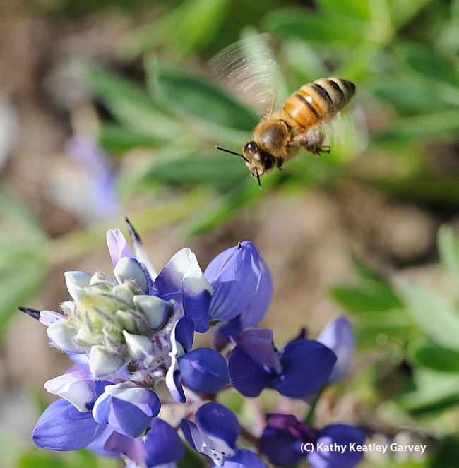 Honey bee, wings a soft blur, makes a beeline for a lupine. (Photo by Kathy Keatley Garvey)