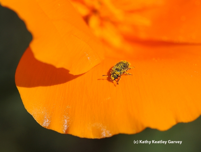 Melyrid beetle (Endeodes insularis) on a poppy petal. (Photo y Kathy Keatley Garvey)