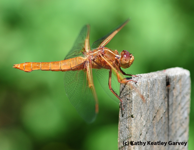 Flame skimmer perched on a tomato-plant stake. (Photo by Kathy Keatley Garvey)