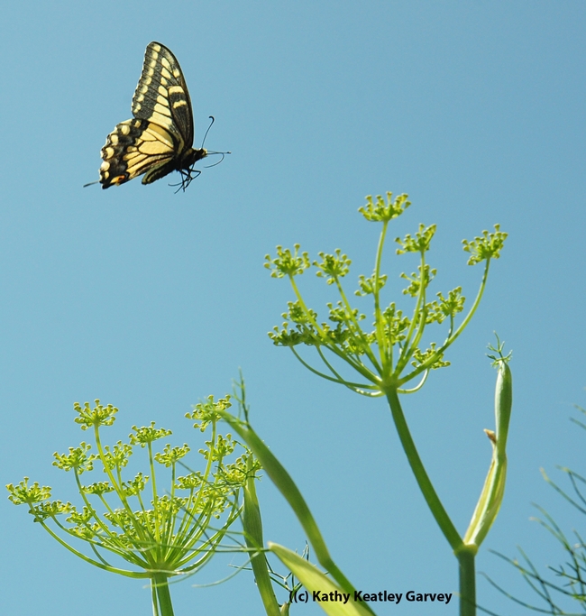 Up and away--the female anise swallowtail flutters away. (Photo by Kathy Keatley Garvey)