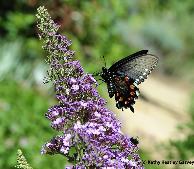 Pipevine swallowtail visiting the Storer Garden, UC Davis. (Photo by Kathy Keatley Garvey)
