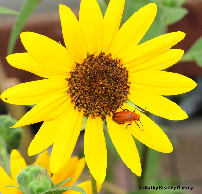 Meloid blister beetle foraging on a sunflower. (Photo by Kathy Keatley Garvey)