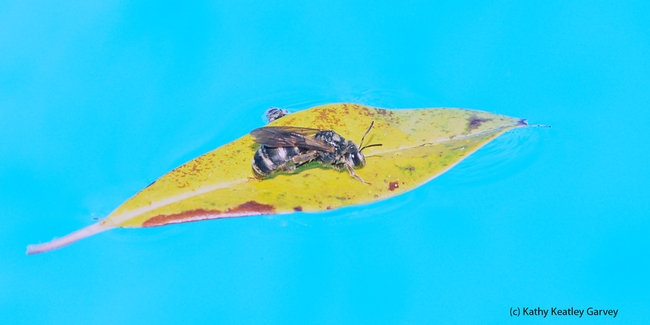 Summertime...and the living is easy...A female sweat bee, genus Halictus, floats on a leaf in a swimming pool. (Photo by Kathy Keatley Garvey)