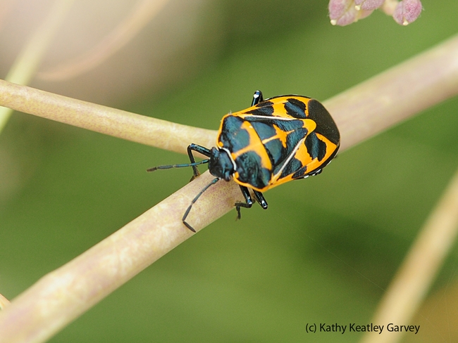 Harlequin bug, Murgantia histronica, on weeds at the Benicia Marina. (Photo by Kathy Keatley Garvey)