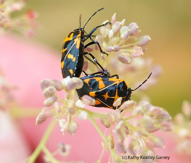 Harlequin bugs suck juices out of plants. They prefer the cabbage family but also go for garden vegetables, weeds, field crops and fruit trees. (Photo by Kathy Keatley Garvey)