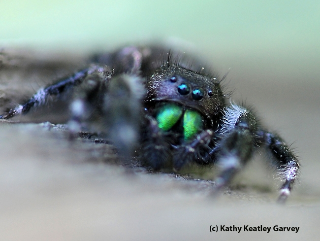 Moving fast, a spider heads for prey.  (Photo by Kathy Keatley Garvey)