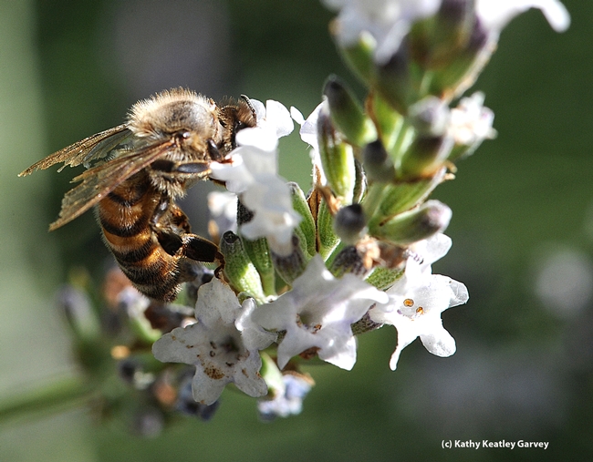 This worker bee, with tattered and torn wings, still keeps foraging. (Photo by Kathy Keatley Garvey)