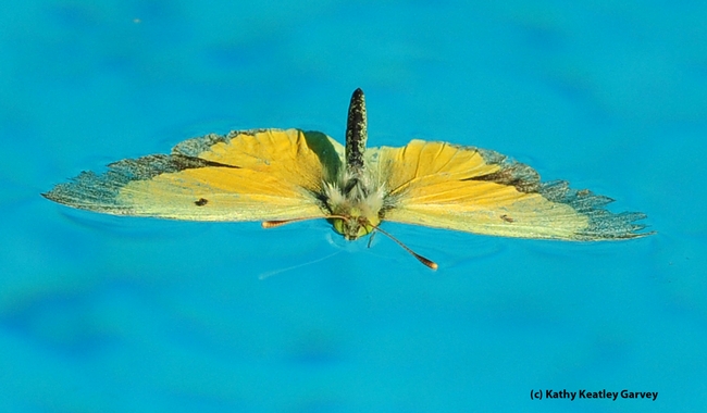 Alfalfa butterfly, Colias eurytheme, lands in a swimming pool. (Photo by Kathy Keatley Garvey)