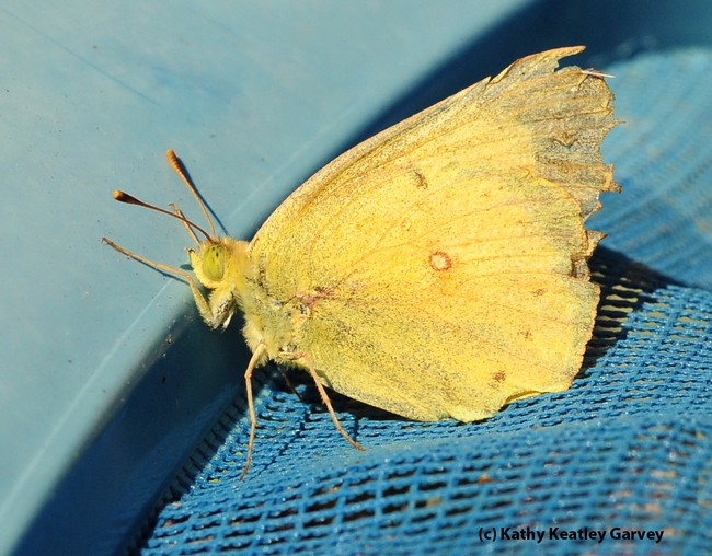 Fished out of the pool, the alfalfa butterfly rests on the net. (Photo by Kathy Keatley Garvey)