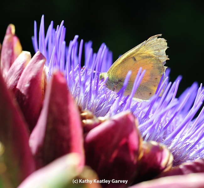 Placed atop a flowering artichoke, the alfalfa butterfly dries its wings. Several minutes later it fluttered away. (Photo by Kathy Keatley Garvey)