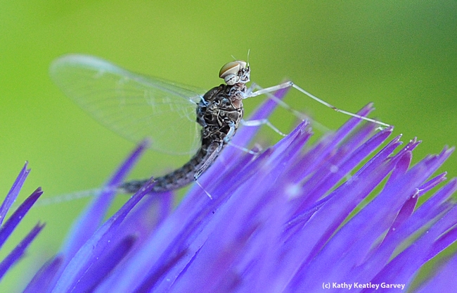 Mayfly, from the family Baetidae, rests on a flowering artichoke. (Photo by Kathy Keatley Garvey)