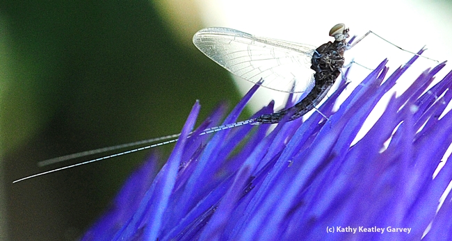 Long tail of the mayfly, family Baetidae. (Photo by Kathy Keatley Garvey)