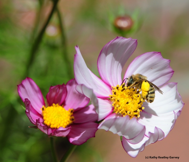 Sunflower bee (Svastra spp.) foraging on cosmos. (Photo by Kathy Keatley Garvey)