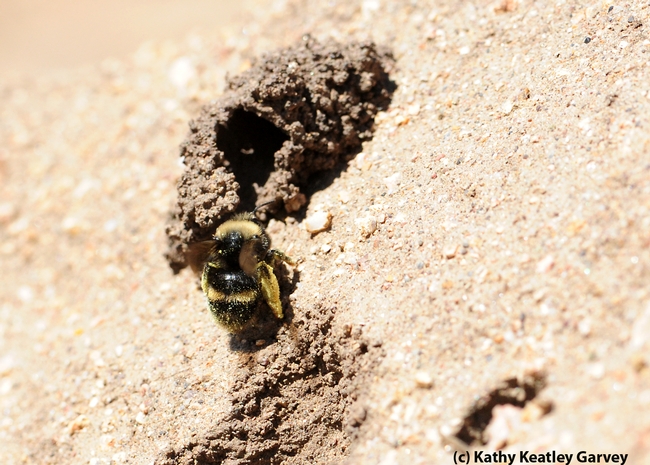 Packing pollen, a female digger bee,  Anthophora bomboides stanfordiana, crawls into her nest. (Photo by Kathy Keatley Garvey),