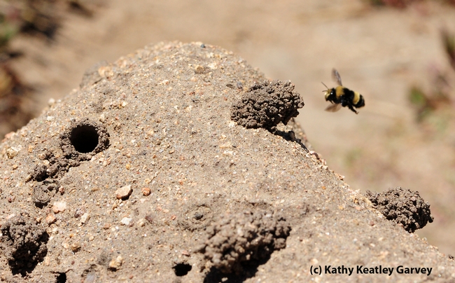 Outline of sand cliff with female digger bee heading home. Note the turrets these bees build. (Photo by Kathy Keatley Garvey)
