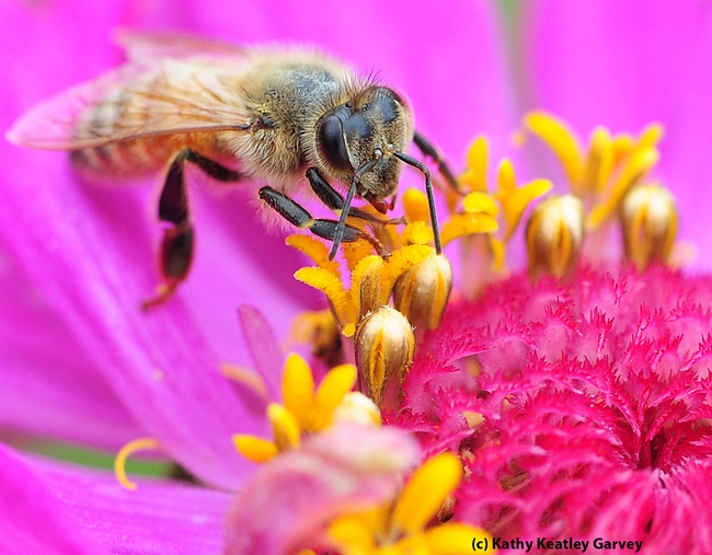Honey bee nectaring on a zinnia in the Haagen-Dazs Honey Bee Haven. (Photo by Kathy Keatley Garvey)