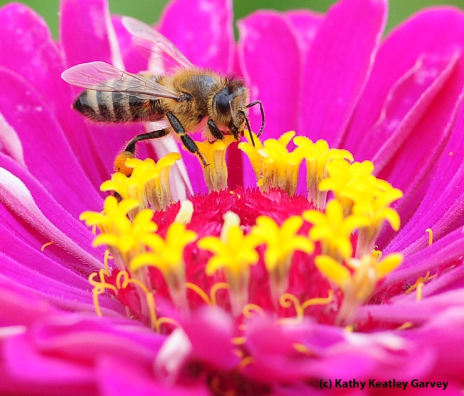 Honey bee foraging on a zinnia. (Photo by Kathy Keatley Garvey)