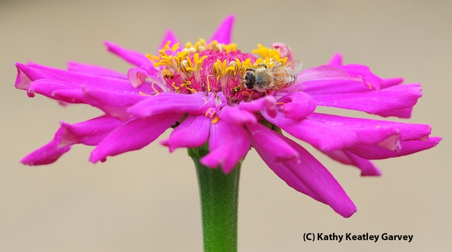 Circling a zinnia blossom, a honey bee seeks food for her colony. (Photo by Kathy Keatley Garvey)