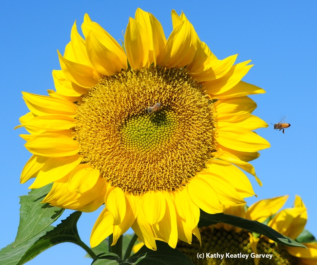 Honey bee heads for a sunflower in a field off Pedrick Road, Dixon. (Photo by Kathy Keatley Garvey)